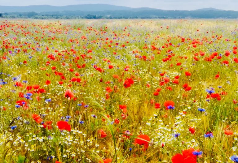 Freigerichter GRÜNE zur Kommunalwahl
